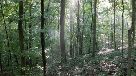 Zoom Backgrounds - Bernheim Arboretum and Research Forest