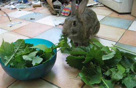 Making Winter Forage