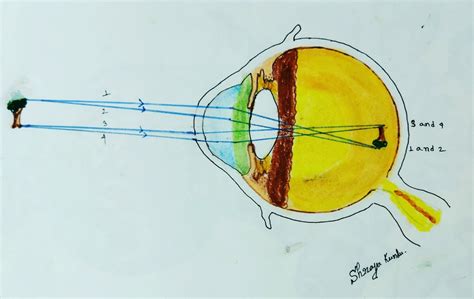 Schematic Eye and Reduced Eye - Optography