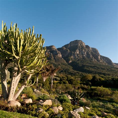 Kirstenbosch National Botanical Garden Cape Town, South Africa - Park Review | Condé Nast Traveler