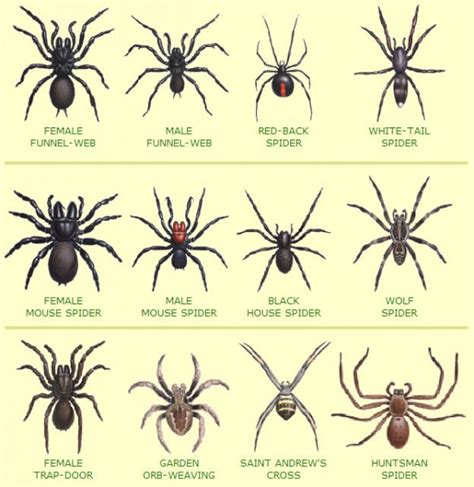 List of Australian Spiders