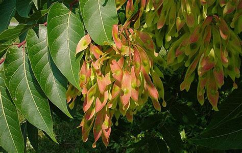 Tree of Heaven | University of Maryland Extension