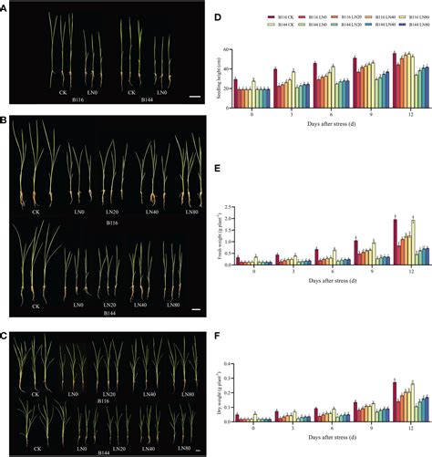 Frontiers | Physiological analysis reveals the mechanism of accelerated growth recovery for rice ...