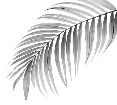 black leaf of palm tree on transparent background png file 9306533 PNG