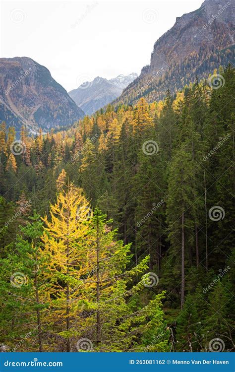 Yellow Larches and Green Spruces in the Swiss Alps Stock Photo - Image ...