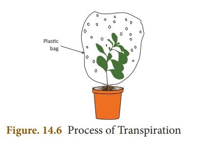 Transpiration in Plants