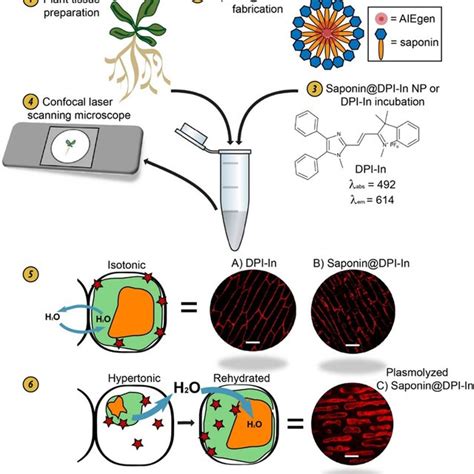 (PDF) Uptake, Distribution and Bioimaging Applications of Aggregation ...