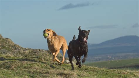 32 reasons to love Labradors | PetsRadar