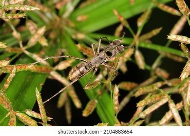 813 Ant mimicking spider Images, Stock Photos & Vectors | Shutterstock