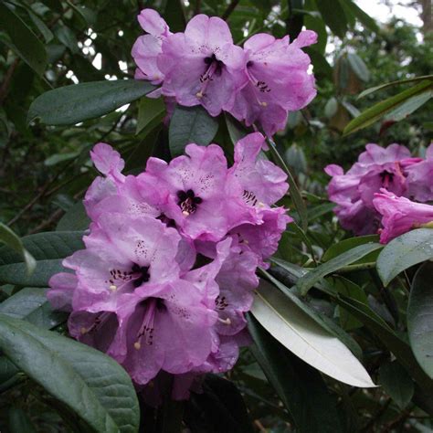 Rhododendron ririei W1808 - Species Rhododendrons - Millais Nurseries