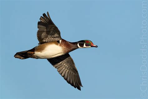 Wood Duck Flying