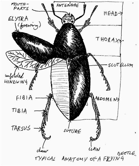 Beetle Anatomy Diagram