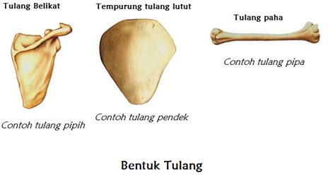 Contoh Tulang Pendek - Senang Belajar