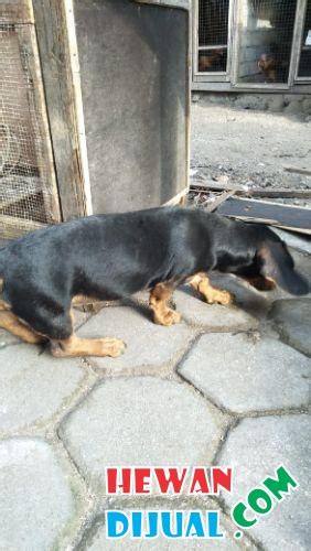 Dijual Anjing Tekel Murah & Terpercaya! | HewanDiJual.com