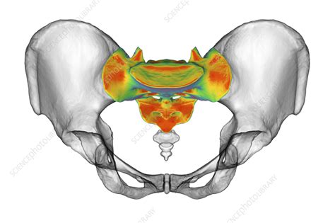 Anatomy of the sacrum bone, illustration - Stock Image - F037/6938 - Science Photo Library