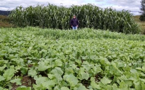 Egyptian Wheat Screen For Food Plots | Whitetail Habitat Solutions