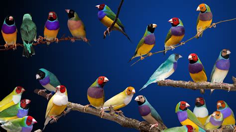 6 Gouldian Finch HD Wallpapers | Background Images - Wallpaper Abyss