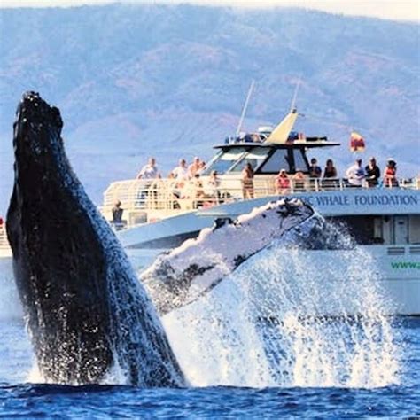 Best Whale Watching Tours in Maui 2024 - Hawaii Travel Guide