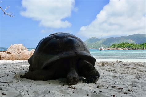 Seychelles Wildlife - Where are Sue & Mike?