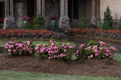 Autumn Carnation Encore Azalea | Azaleas landscaping, Front yard ...