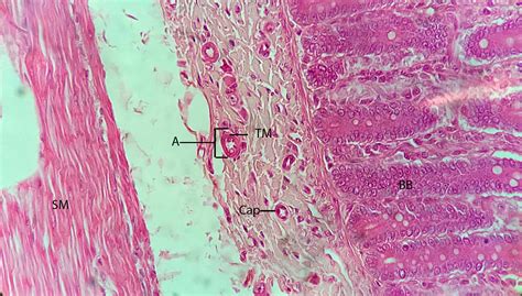 Arteriole_jejunum_40X | Histology