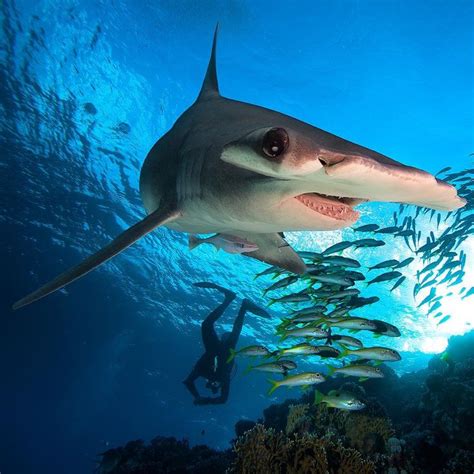 In the diving world, Yonaguni is known for the chance to dive with ...