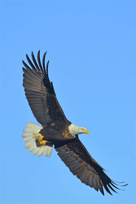 Soaring eagle - rytegroove