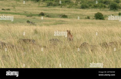 Cheetah chasing a gazelle Stock Videos & Footage - HD and 4K Video ...