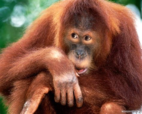 BE VEGAN, MAKE PEACE: Primates in peril: Conservationists reveal the world's 25 most endangered ...