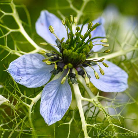 Nigella Flowers | garden withoutdoors