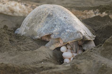 nido-de-tortuga Imagenes y fotos Premium de Istock