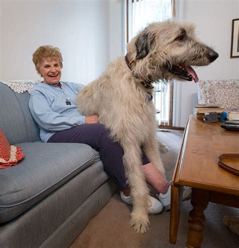 40+ Irish Wolfhounds Photography, Whatever The Truth These Creatures Are Incredibly Delightful ...