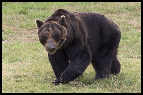 Ussuri Brown Bear | One of the four bears rescued from Japan… | Flickr