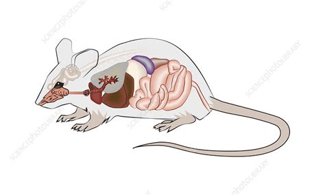 Mouse anatomy, illustration - Stock Image - C047/1855 - Science Photo Library