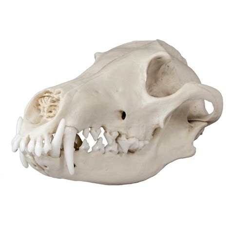 Replica Maned Wolf Skull — Skulls Unlimited International