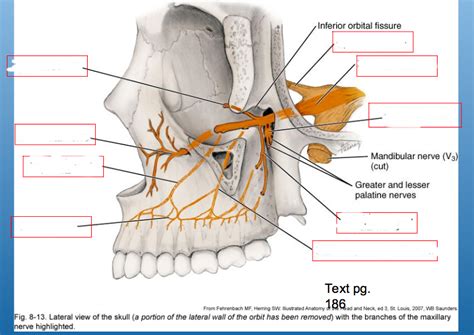 Maxillary nerve V2 branches Diagram | Quizlet