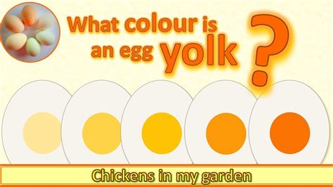 What colour is an egg yolk? Do you think you know? And do you know why ...