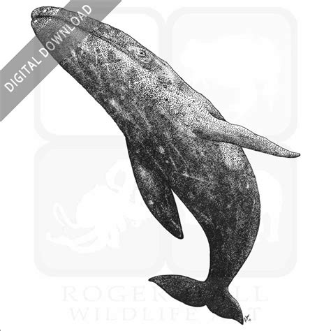 Stock Art Drawing of a Southern Right Whale