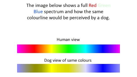 Small Animal Talk: Vision in companion animals - what do our pets really see?