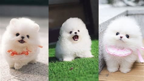 Teacup Pomeranian - Cutest Micro Pomeranian Puppies Video Compilation ...