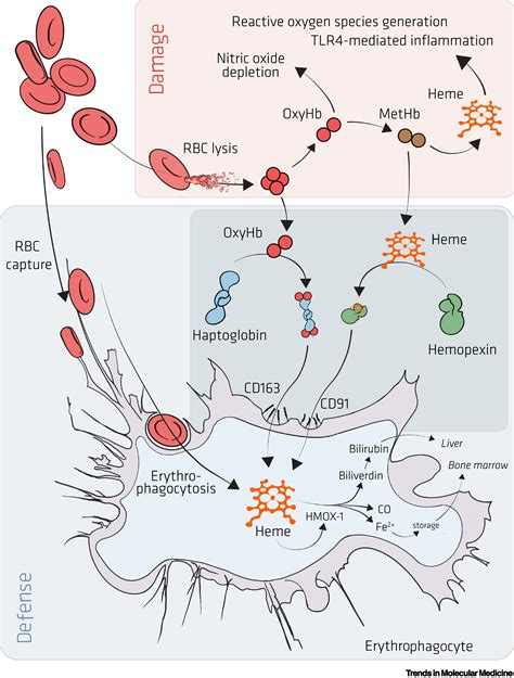 Erythrophagocytes in hemolytic anemia, wound healing, and cancer: Trends in Molecular Medicine