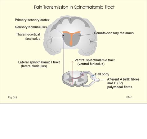 Spinothalamic tract - Wikipedia