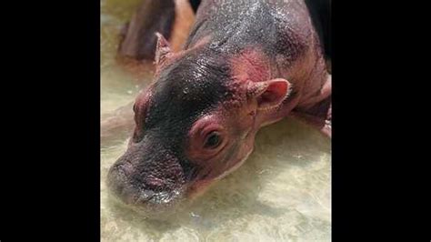 Mohali: Hippo birth at Chhatbir zoo after 15 years - Hindustan Times