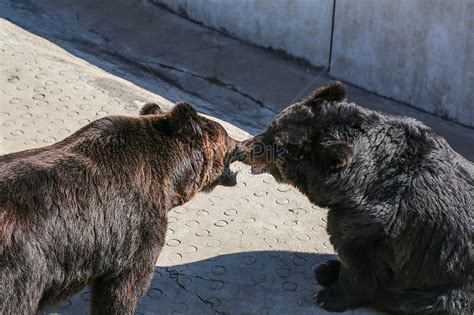 American Brown Bear Picture And HD Photos | Free Download On Lovepik