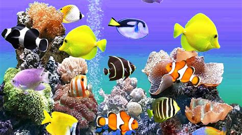 Superbe aquarium + Musique zen, relaxation et poissons récifs de corail (F. Amathy) - YouTube