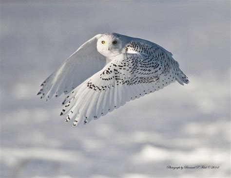 Snowy Owl checking for a landing spot by Bernard P. Friel | Owl, Snowy ...