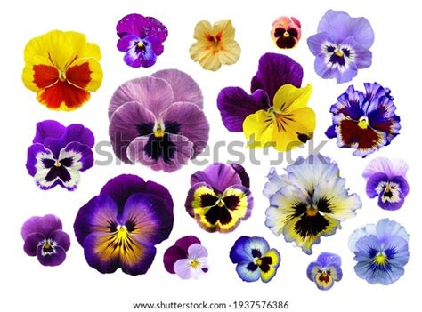 88 Pansy Seamless Single Color Images, Stock Photos, 3D objects, & Vectors | Shutterstock