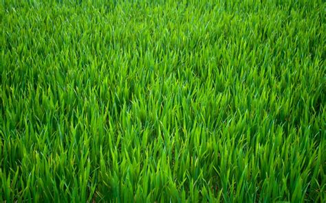 Download 4K 2020 Grass Pictures Fantastic Grass Photos Wallpaper ...