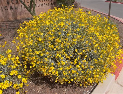 Encelia farinosa (Brittlebush) - Mountain States Wholesale Nursery