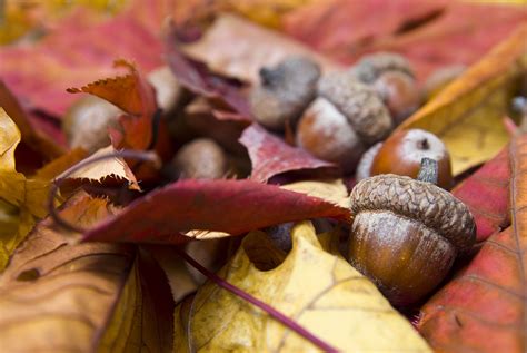 Acorns with autumn leaves #autumncolors #colorsofautumn #autumnforest # ...